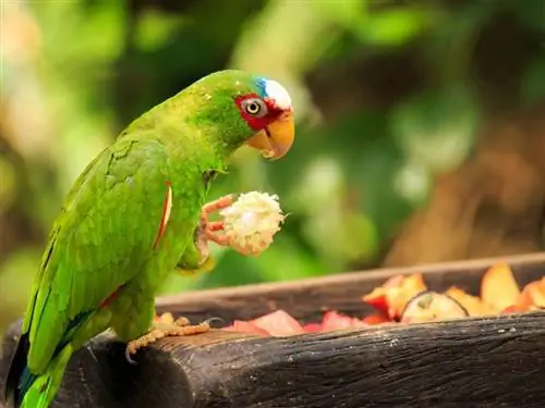 Apa yang Harus Diberi Makan Burung Peliharaan Anda: Panduan Ahli Nutrisi Burung