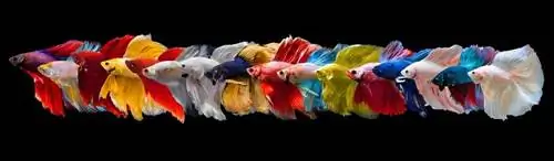 32 typer av Betta Fish Färger, mönster & Svansar (med bilder)