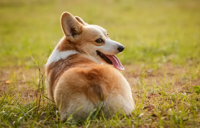 ¿Por qué los pedos de los perros huelen mal? 6 Razones revisadas por veterinarios & Cómo ayudar