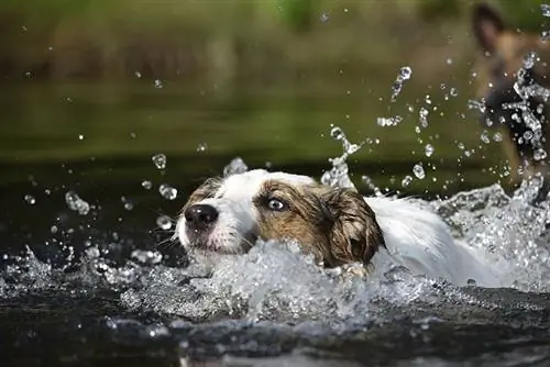 Zwemmerstaart bij honden: door dierenarts goedgekeurde tekens, oorzaken & Behandeling