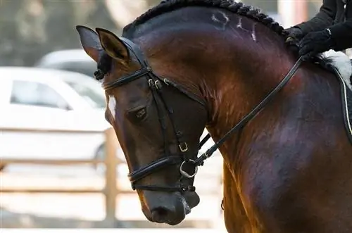 11 najboljših pasem dresurnih konj za vse stopnje (s slikami)