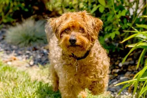 Yorkie Poo (Yorkshire Terrier & Kaniş Karışımı): Bilgi, Resimler, Bakım & Daha Fazlası