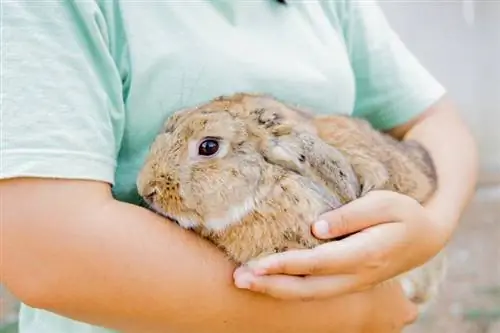 Perché il mio coniglio mi fa pipì addosso? 5 possibili motivi
