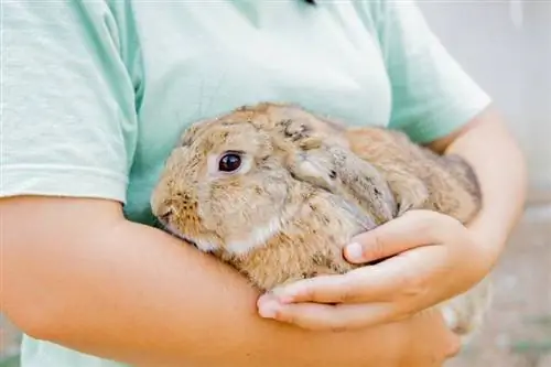 Warum pinkelt mein Kaninchen auf mich? 5 mögliche Gründe