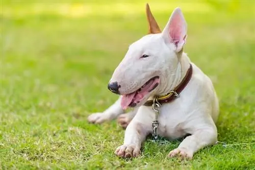 A janë Bull Terriers Hipoalergjikë? Fakte të rishikuara nga veterineri & Këshilla për menaxhimin e alergjive