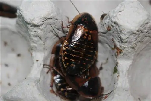 Czy gekony lamparcie mogą jeść karaluchy Dubia? Korzyści zatwierdzone przez weterynarza & FAQ