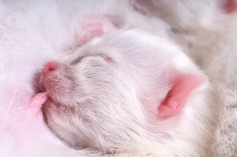 Cai sữa mèo con khỏi mẹ của chúng: Lời khuyên được bác sĩ thú y phê duyệt & Lời khuyên
