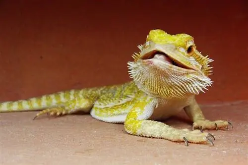 ¿Por qué mi dragón barbudo tiene la boca abierta? 5 razones revisadas por veterinarios