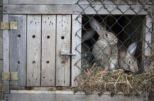 Kako zaštititi svoju kućicu za zečeve od predatora: 6 načina & Savjeti