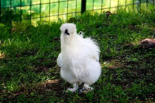 10 razas de gallinas con patas emplumadas (con imágenes)
