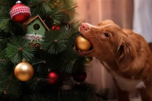 איך להרחיק את הכלב שלך מעץ חג המולד (10 טיפים נהדרים)