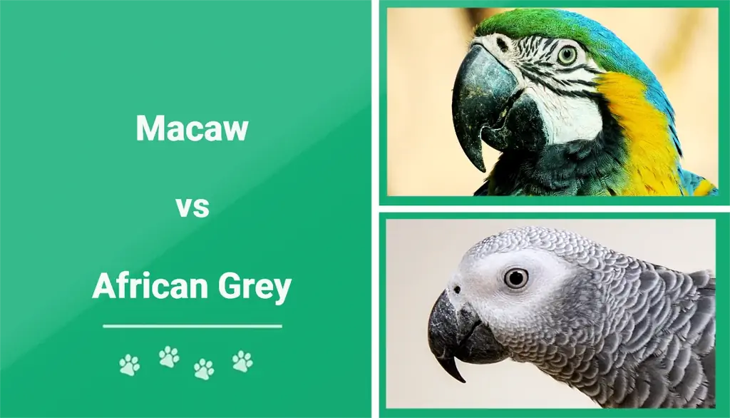 Macaw مقابل African Grey: أيهما تختار؟ (مع الصور)
