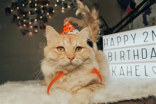 30 mačjih rođendanskih dosjetki za životinje šape: histerične šale za 2023