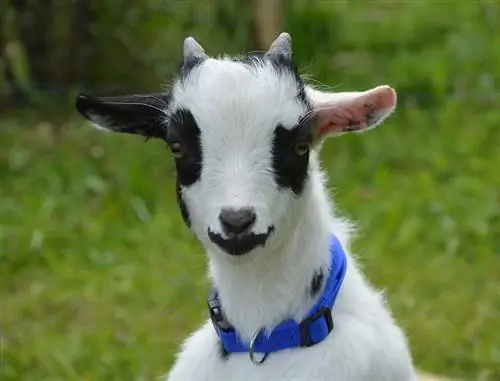 Dělají miniaturní kozy & dobré mazlíčky? 15 věcí, které byste měli vědět, než si jeden pořídíte