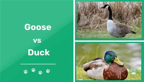 Goose vs. Duck: Saib Qhov Sib Txawv & yam ntxwv