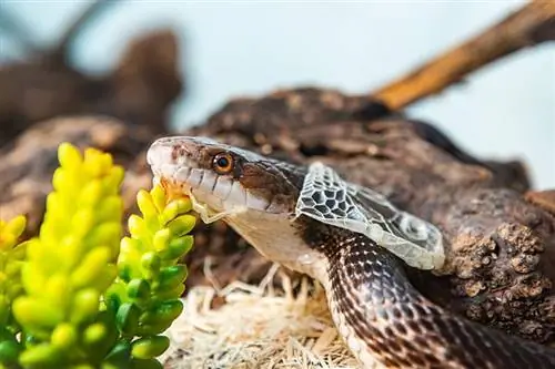 A vedlés bántja a kígyókat? Rendellenesség, jelek & Megelőzés