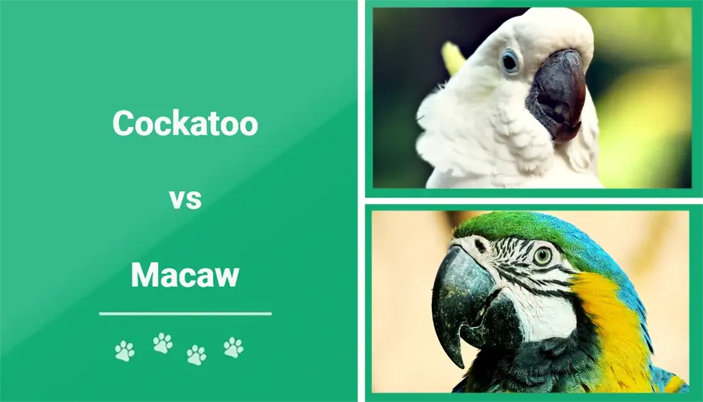 Cockatoo vs Macaw: Bạn nên chọn con nào? (Có Hình Ảnh)