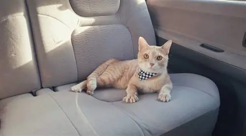 7 grunner til at katter hater bilturer (& Hvordan få dem til å like det mer)