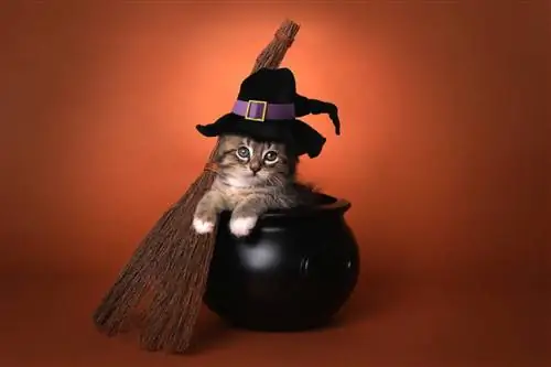 8 Halloween-sikkerhedstip til katte (2023-vejledning)