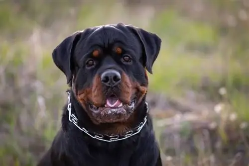 راهنمای نژاد سگ روتوایلر: اطلاعات، تصاویر، مراقبت & بیشتر