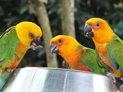20 vrsta papiga koje možete držati kao kućne ljubimce (sa slikama)