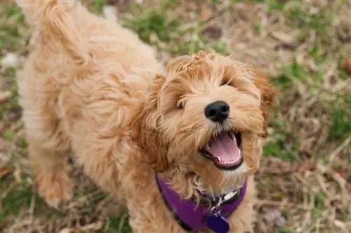 Més de 150 noms únics de gossos femenins amb significats