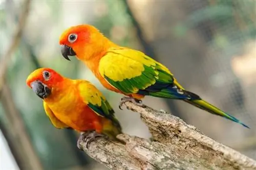 100+ Nama Burung Nuri: Idea untuk Burung Nuri Berani Berwarna &