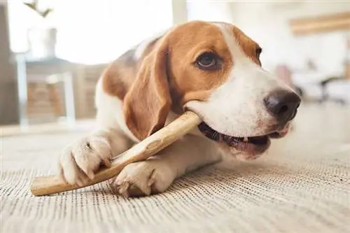 5 fordeler hunder får ved å tygge bein eller tygge