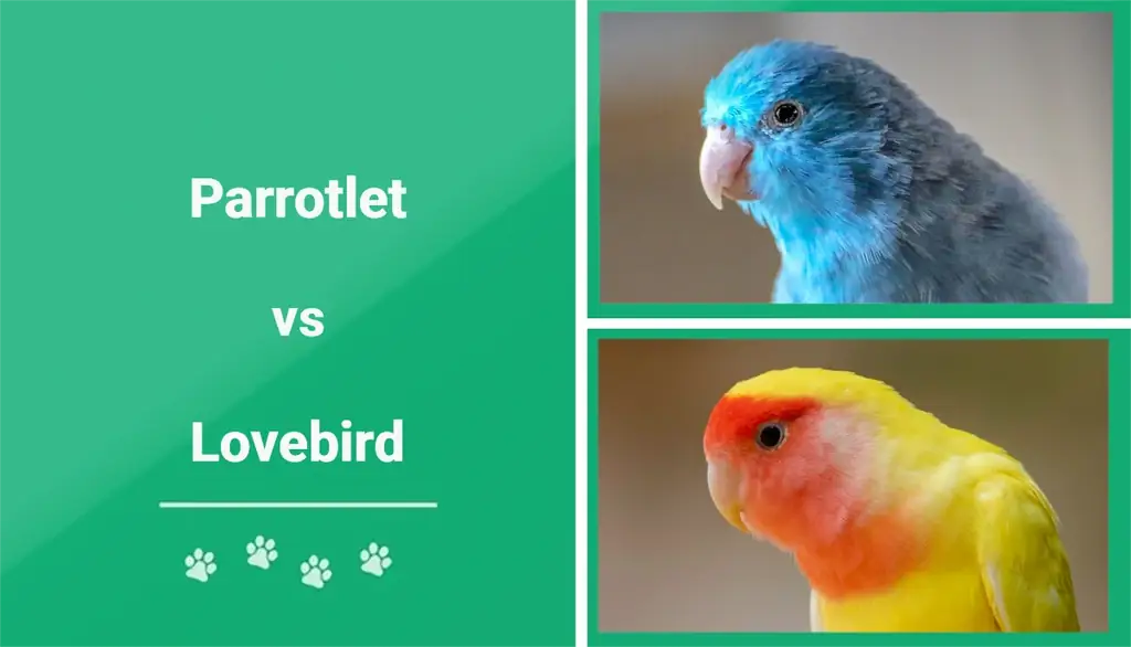 Parrotlet مقابل Lovebird: ما الفرق؟ (مع الصور)