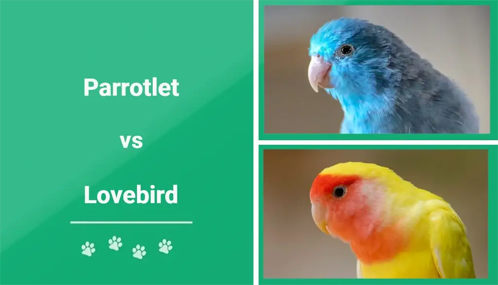 Parrotlet vs Lovebird: Apa Bedanya? (Dengan Gambar)