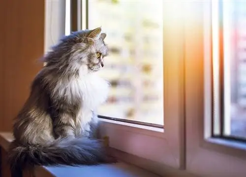 Les chats d'intérieur peuvent-ils devenir des chats d'extérieur ? Conseils, Risques & Solutions Alternatives