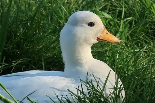 ছবি