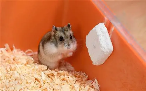 Mengapa Hamster Saya Bergetar? 4 Kemungkinan Alasan