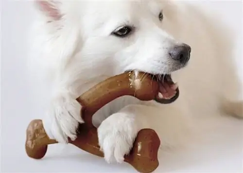 10 Mainan Anjing Terbaik yang Tidak Bisa Dihancurkan pada tahun 2023 – Ulasan & Pilihan Teratas