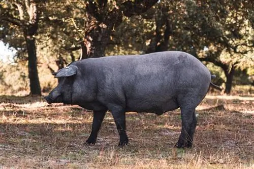الخنازير الأيبيرية: حقائق ، استخدامات ، أصول & الخصائص (بالصور)