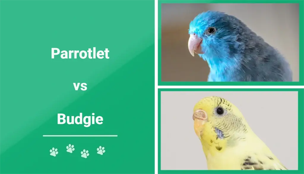 Papagei vs. Wellensittich: Visuelle Unterschiede (mit Bildern)