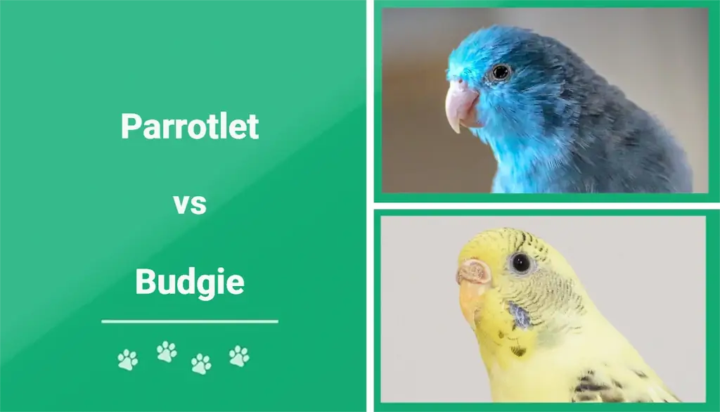 Vẹt so với Budgie: Sự khác biệt về Hình ảnh (Có Ảnh)