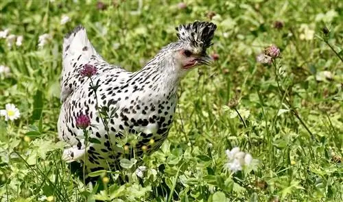 10 sorte og hvide kyllingeracer (med billeder)