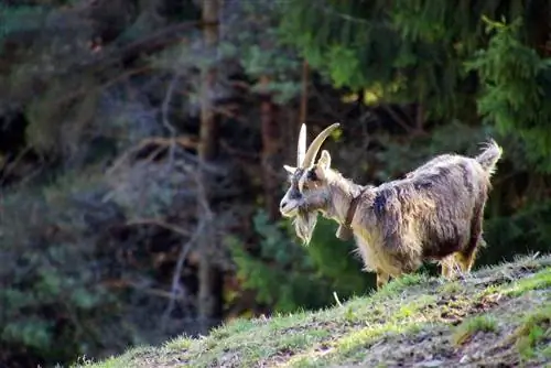 13 tipus de cabres de muntanya (amb imatges)