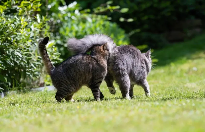 बिल्लियाँ एक-दूसरे के नितंबों को क्यों सूंघती हैं: 6 कारण