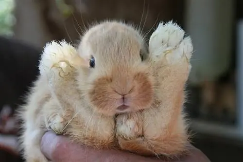 10 suoni del coniglio & Il loro significato (con audio)