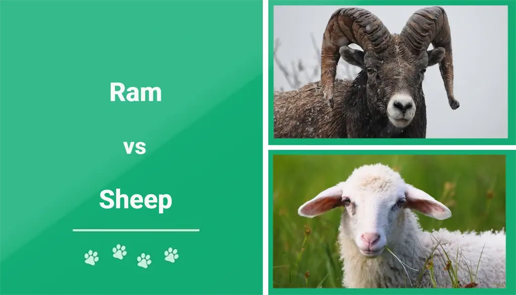 Widder vs. Schaf: Die wichtigsten Unterschiede (mit Bildern)