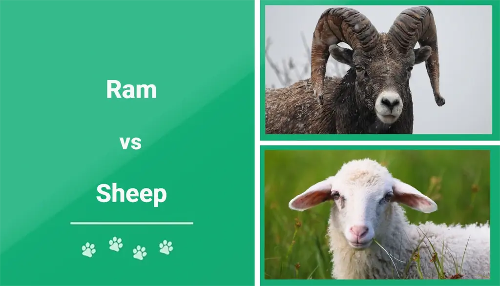 Ram vs Sheep: tärkeimmät erot (kuvien kanssa)