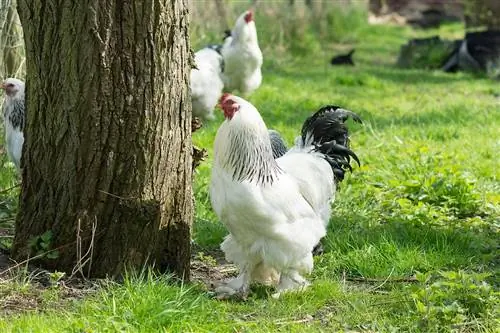 Brahma Chicken: Facts, Lifespan, Behavior & Οδηγός φροντίδας (με εικόνες)