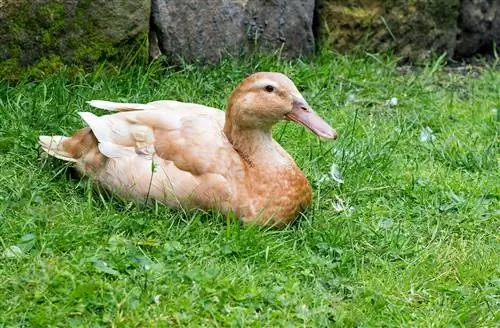 Buff Orpington Duck: Feite, Lewensduur, Gedrag & Sorggids (Met Prente)