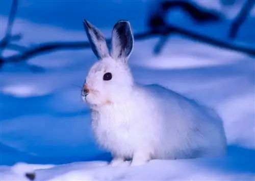 Arctic Hare: Varieties, Habitat, Lifespan & Higit Pa (May Mga Larawan)