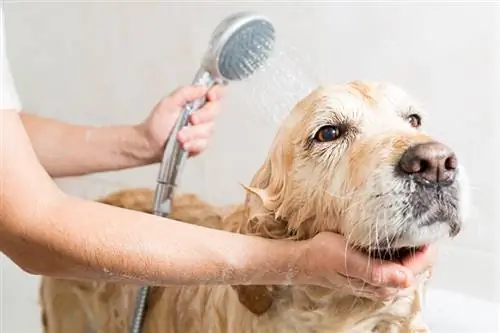 Waarom ruikt mijn hond zo erg, zelfs na een bad? (Antwoord dierenarts)