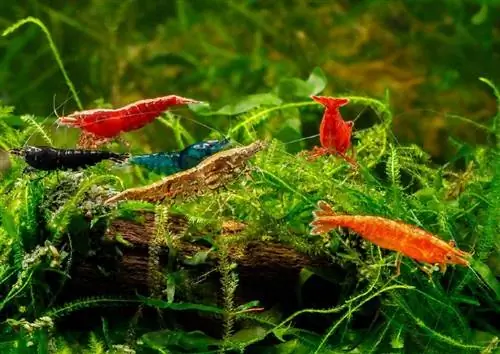 19 Llojet e njohura të karkalecave të ujërave të ëmbla në 2023 (me foto)