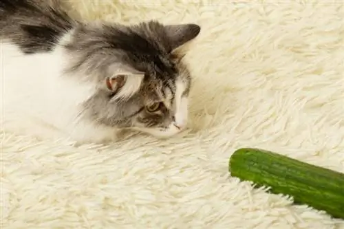 Hoekom is katte bang vir komkommers? 2 Redes vir die gedrag