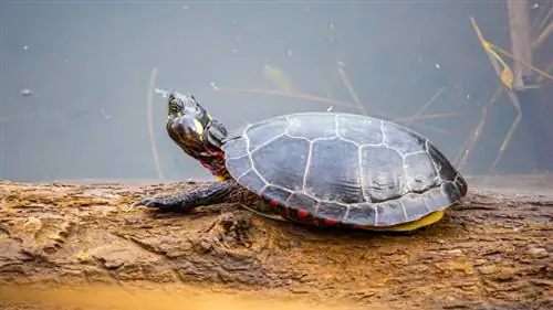 Как долго черепахи могут обходиться без еды? Факты, проверенные ветеринаром & Часто задаваемые вопросы